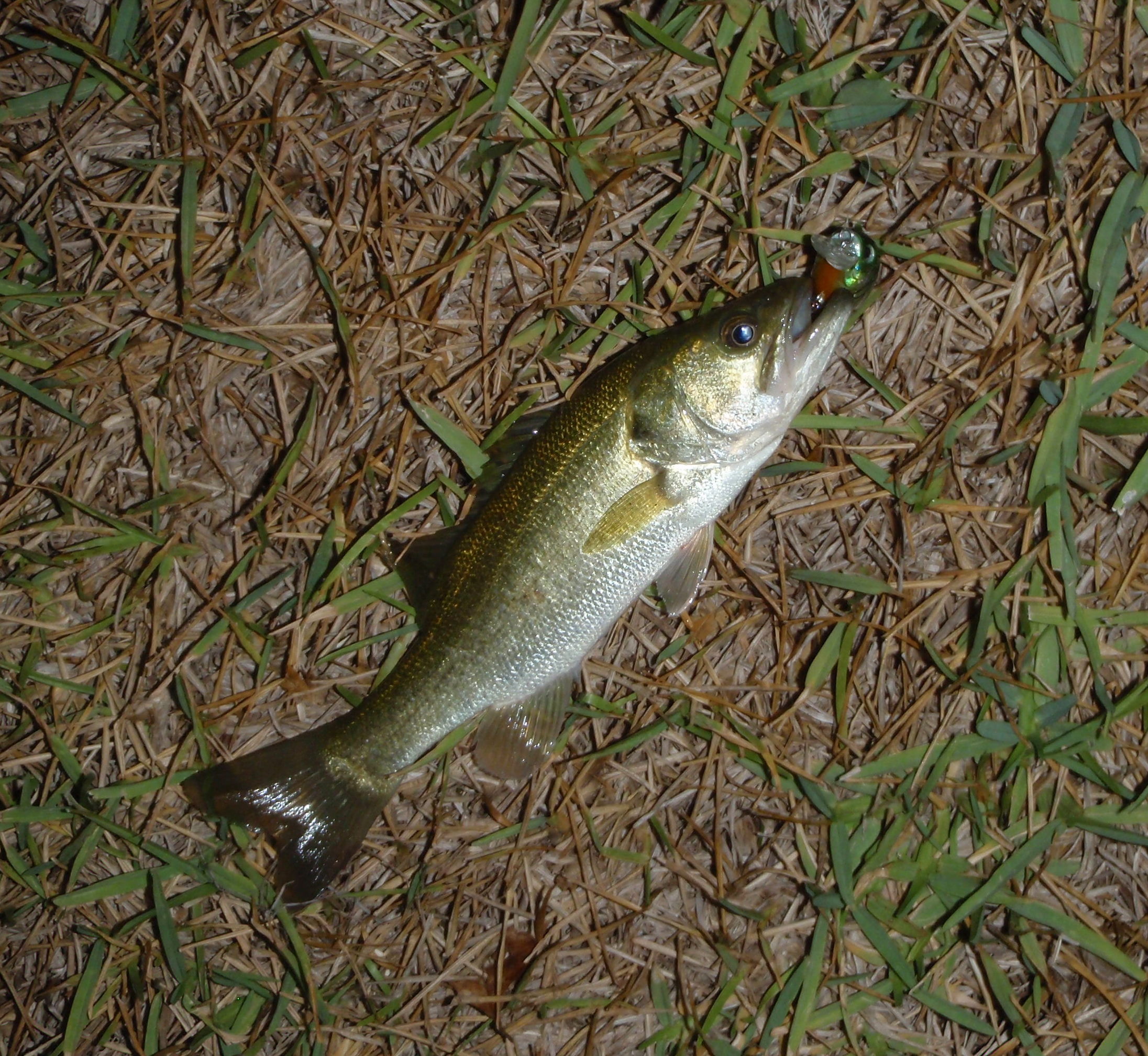Night-time Bass Fishing